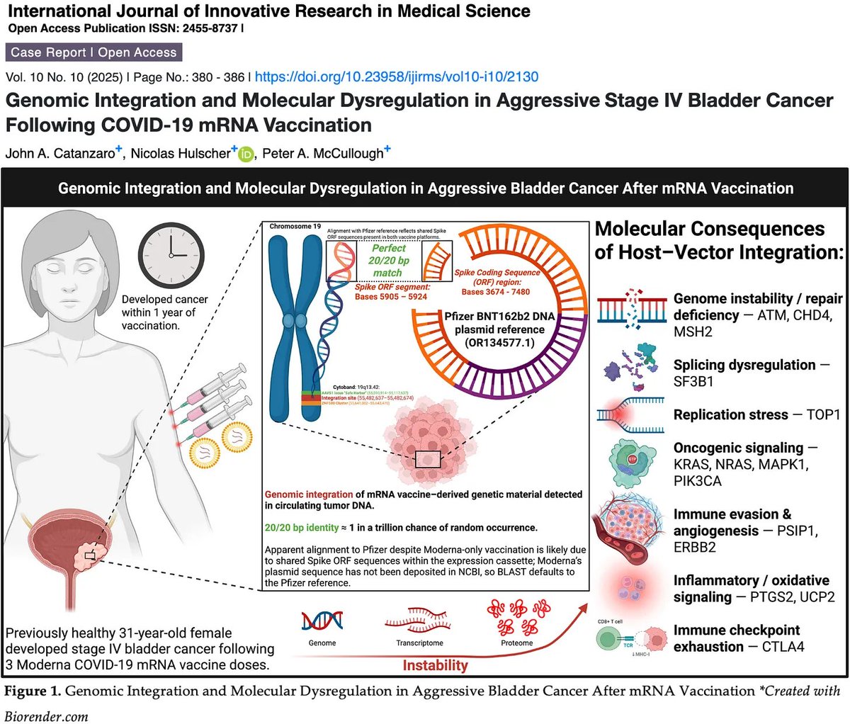 simon_troupe's tweet image. BREAKING: First Peer-Reviewed Study Finds Direct Molecular Evidence of mRNA “Vaccine” Genomic Integration 

In a Stage IV cancer patient, we identified a vaccine-derived Spike gene sequence chimerically fused into chromosome 19 with perfect 20/20 base-pair identity — a…