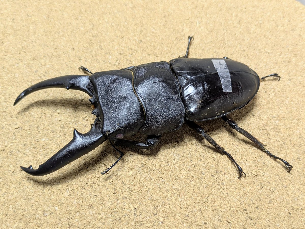 joker.M (@joker_M19xx) / Posts / X