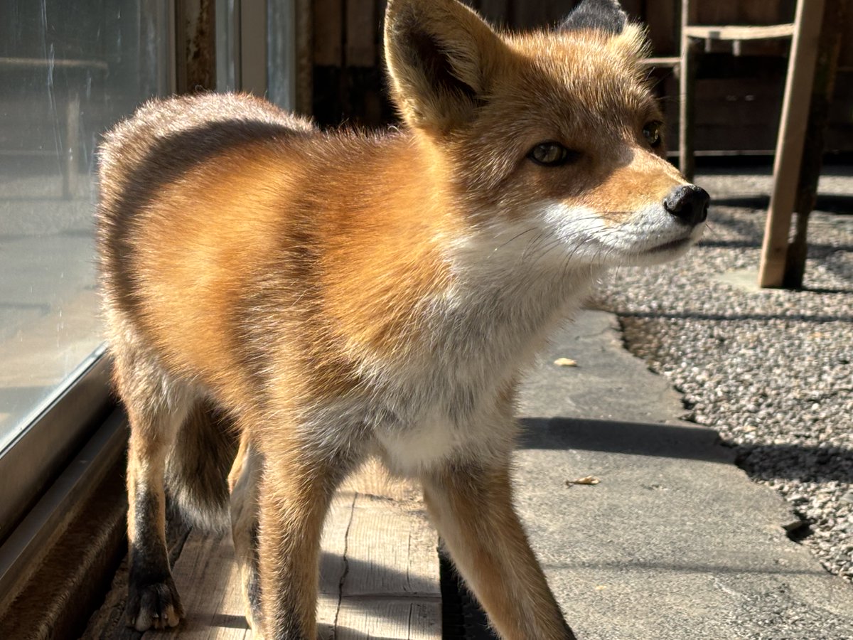 うぃん＠世話やきキツネのゴンタ🦊🌽 tweet media