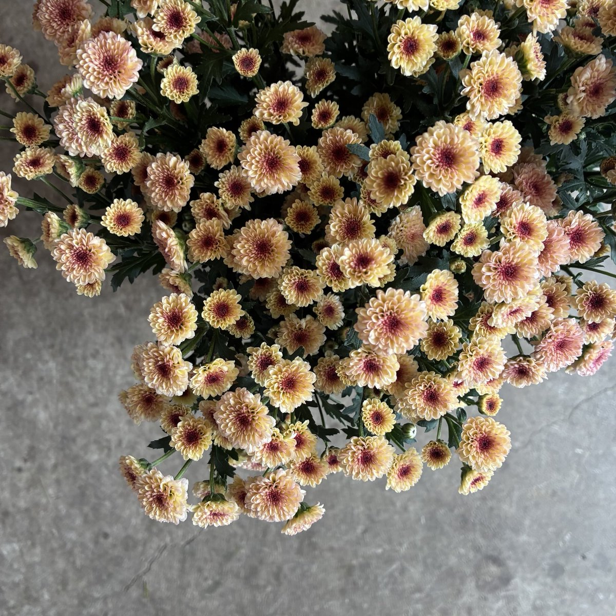 毎日ひと花＊小菊『ミルキーMIX』