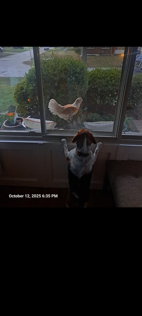 stephen0's tweet photo. When a chicken lands on the front porch. #beagle https://t.co/zCcsiJFlmL
