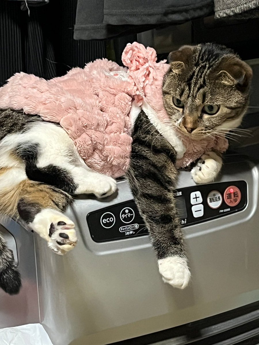 080_9691's tweet photo. 何ヵ月ぶりかなぁ🤔

10月半分過ぎた😊

3匹の猫も元気、茶々は、2階の息子の部屋にいるんだけどね🎵

今月は、ちょっとだけ心にゆとりを持とうと思っております、バタバタは、変わらないでが😓 https://t.co/Z66pz3l0u5