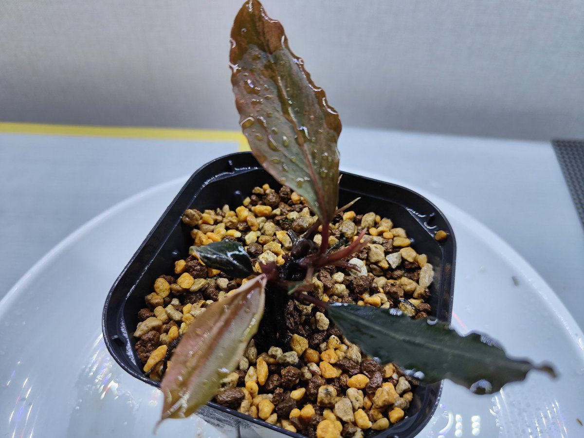 kiboudeko's tweet photo. Bucephalandra sp."Deep purple"
【AZ1011-XX】2018/12
variegata
ディープパープル斑入り
私が育てているブセで一番レア種でしょうか😅
久々に大きな斑入り葉出ました✨
新葉が展開した時が一番綺麗です✨
#ブセファランドラ
#Bucephalandra
#AZ便 #斑入り #variegata
#バリエガータ #大型ブセ https://t.co/gMSEYNEH3X