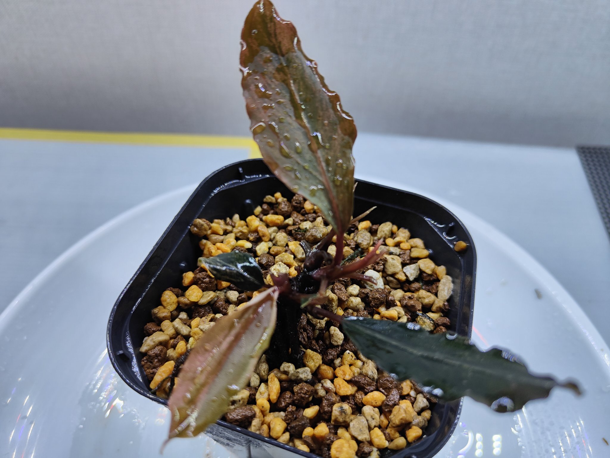 キボーデコ (@kiboudeko) / X