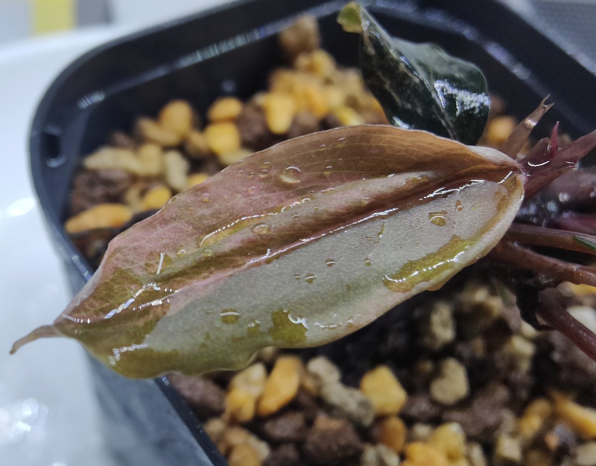 kiboudeko's tweet photo. Bucephalandra sp."Deep purple"
【AZ1011-XX】2018/12
variegata
ディープパープル斑入り
私が育てているブセで一番レア種でしょうか😅
久々に大きな斑入り葉出ました✨
新葉が展開した時が一番綺麗です✨
#ブセファランドラ
#Bucephalandra
#AZ便 #斑入り #variegata
#バリエガータ #大型ブセ https://t.co/gMSEYNEH3X