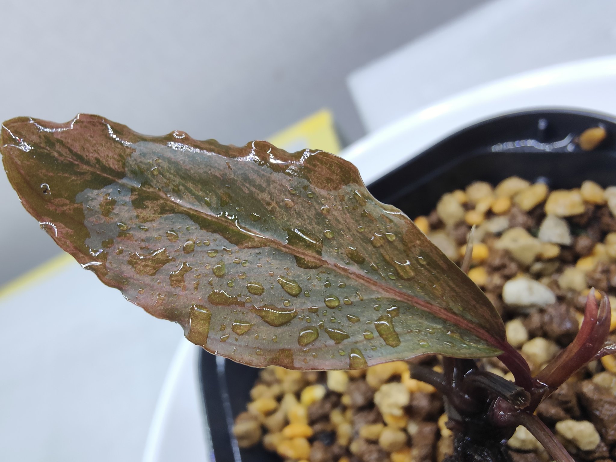 BUCEPHALANDRA for ポンコツ商店 キボーデコ a X: 