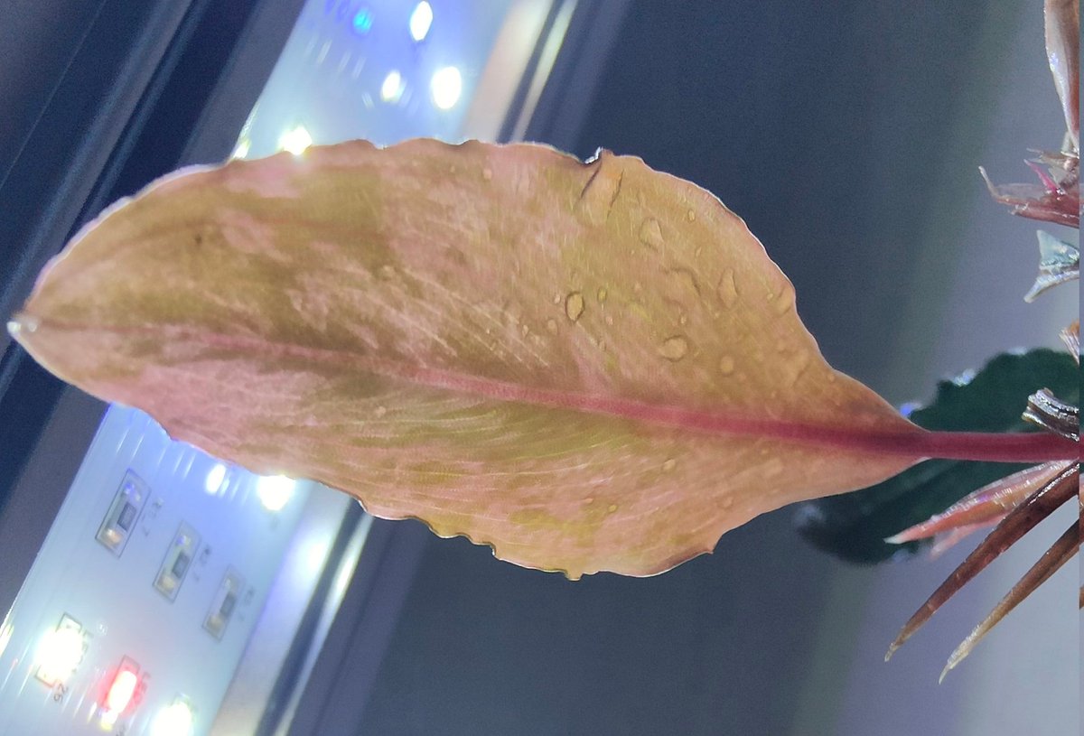 kiboudeko's tweet photo. Bucephalandra sp."Deep purple"
【AZ1011-XX】2018/12
variegata
ディープパープル斑入り
私が育てているブセで一番レア種でしょうか😅
久々に大きな斑入り葉出ました✨
新葉が展開した時が一番綺麗です✨
#ブセファランドラ
#Bucephalandra
#AZ便 #斑入り #variegata
#バリエガータ #大型ブセ https://t.co/gMSEYNEH3X