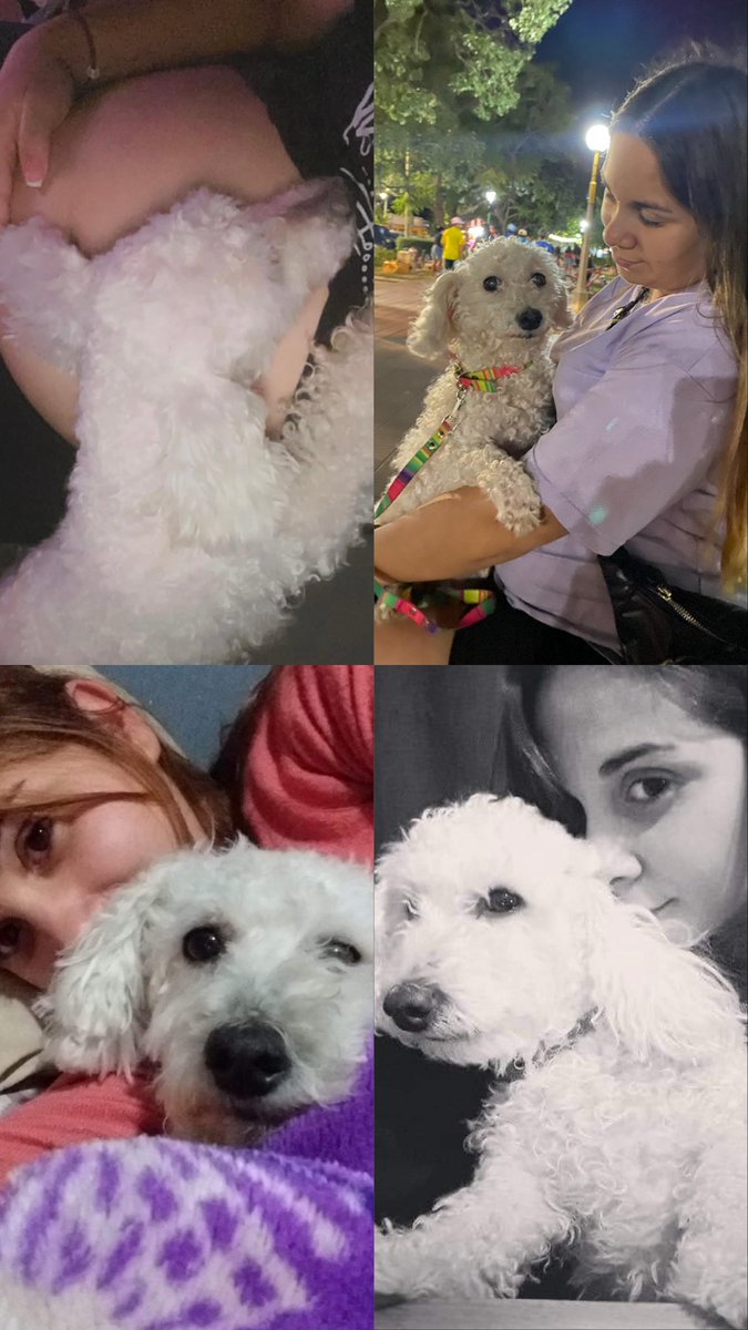 Hoy antes de salir a trabajar, miré a mi perrita y le dije “mica, hija ya está no sufras más.. yo te dejo ir” ella tan solo espero que yo me viniera para morir. Gracias por tanto amor, y x ser compañera tantos años.. te voy a amar siempre , en esta y en mil vidas más😔💔🐩🕊️