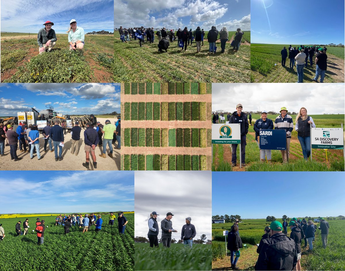 It’s been a fantastic few weeks for <a href="/SADiscoveryFarm/">SA Discovery Farms</a>, with our researchers presenting at field days and crop walks across SA — sharing insights and listening to growers to ensure our research continues to be innovative and relevant. #Futuredroughtfund <a href="/FlindersUniNews/">Flinders University Newsroom</a> <a href="/SA_PIRSA/">PIRSA</a>