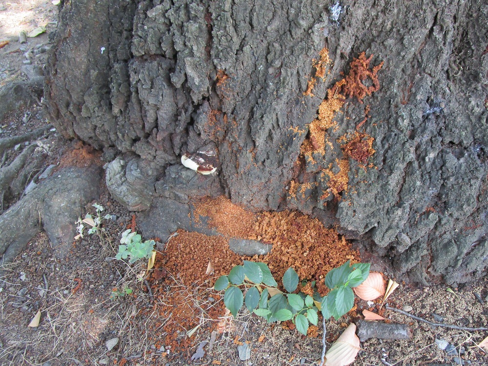 SaitamaCityPR's tweet photo. 【桜や梅の木にフラスが出ていませんか？】
フラス(かりんとうのような木くず)が出ている桜や梅は、外来生物クビアカツヤカミキリの幼虫に内部を食い荒らされている最中です。このままにしておくと木は枯れてしまいます。フラスを見かけたら、市まで連絡をお願いします。
https://t.co/2iFZErIy7q https://t.co/2WsIIsfeSU