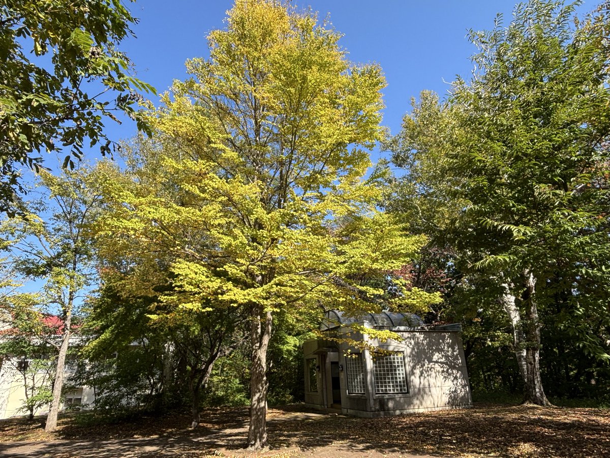 あっという間に朝晩が冷え込む季節ですね〜⛄️

園内の紅葉も徐々に進んできています🍁
モミジは赤く色づき始めていて、イチョウはすでに見頃を迎えているようです！

写真は本日の #帯広市緑ヶ丘公園 です🌲