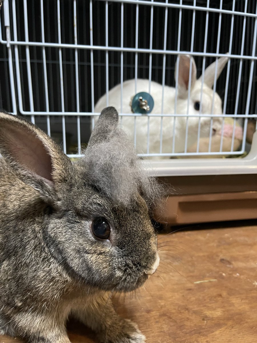 Oxql5c0's tweet image. こんにちは😊
小雨☔️

チビしろツーショット🐰🐇
チビ急に換毛が始まり、ブラッシング

今日は車屋さんへ来てます🚗