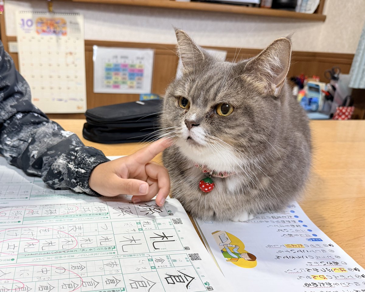 🐾ラム@極短マンチカン🐾 (@ram20210716) / Posts / X