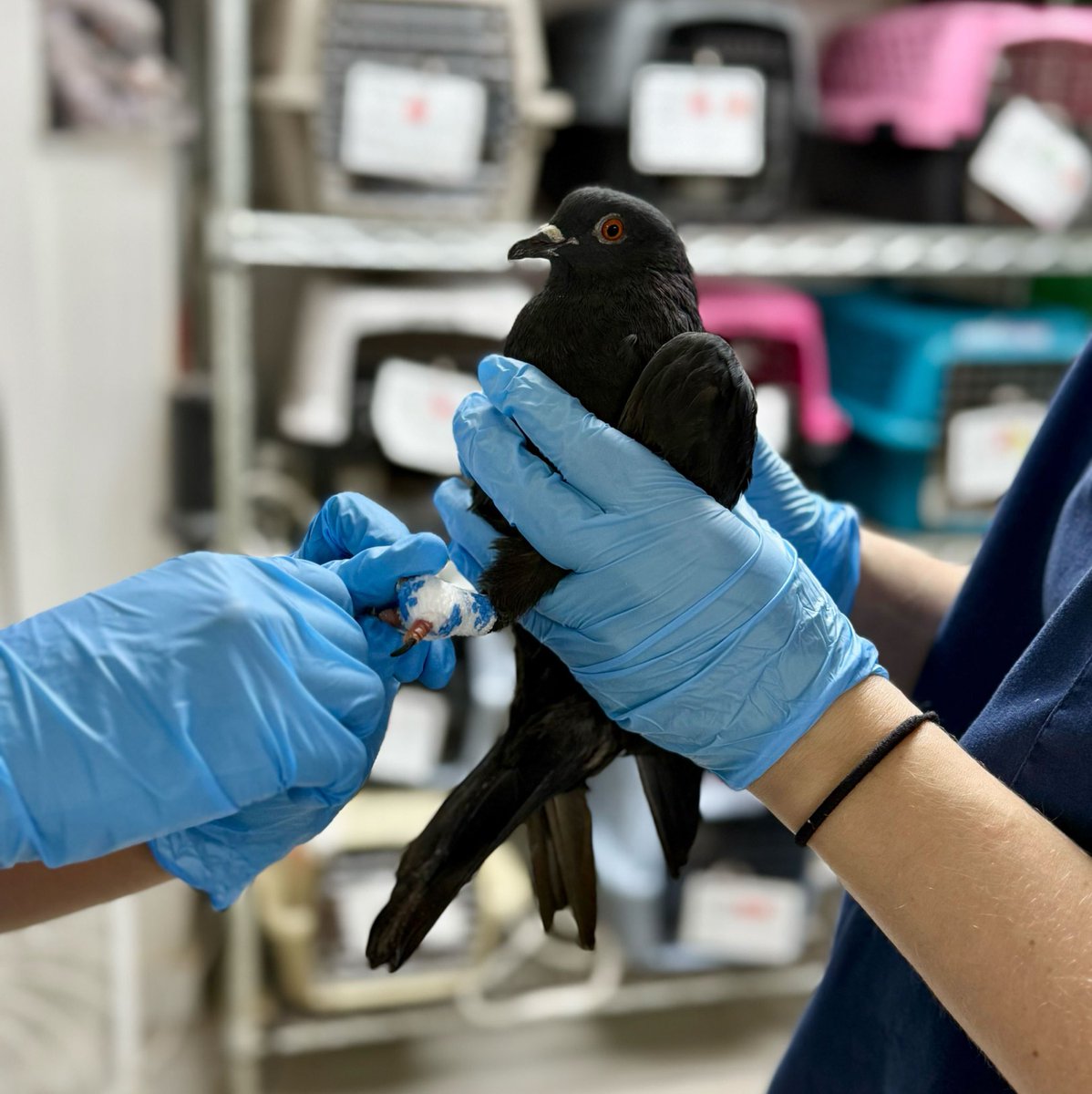 wildbirdfund's tweet image. Well, it appears I’ve gotten myself into another fine pickle.🥹
A week ago, Silver was hobbling around Herald Square barely able to use his feet, invisible to the crowd flowing over him. Today he’s the center of attention, getting a fresh foot wrap.
📷: @michelletalich