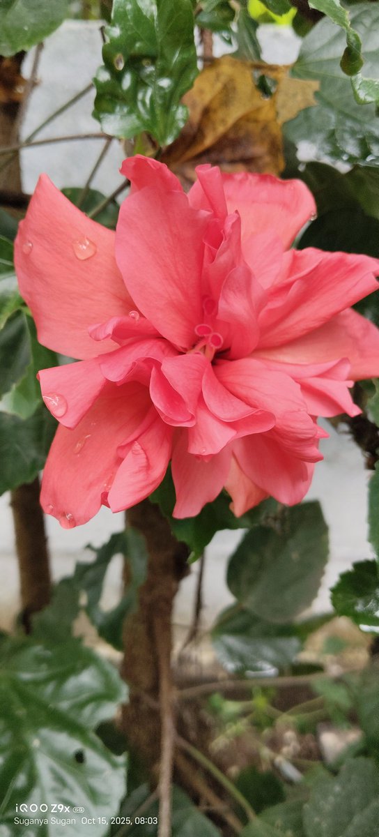 SuganSS15591's tweet image. தோல்வி உன்னை துரத்துகிறது என்றால் வெற்றிக்கு நீ அருகில் இருக்கிறாய் என்று அர்த்தம்...!
#மழையுடன் காலை வணக்கம், 💐💐💐💐💐💐🌺🌺🌺