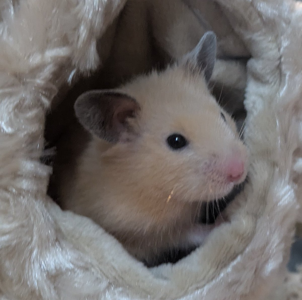 ハムスター用のヒーターってもう使った方がいいのかな。飼育スタートして冬初めてだからわからないことだらけ🥲