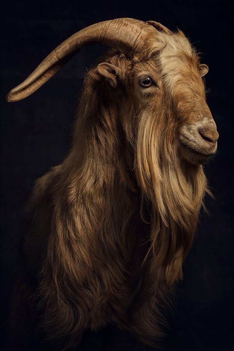 Khing Quizzical (@quizzical111) on Twitter photo The G.O.A.T ππ¦π· The G.O.A.T ππ¦π·