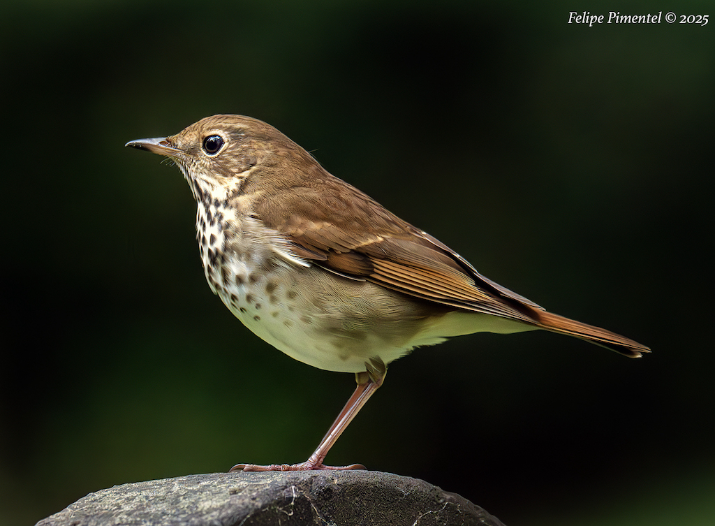 Fpimentel1954's tweet image. Hermit Thrush (Catharus guttatus). Seen in Trinity Church, NYC. #BirdsSeenIn2025 #birdcpp #nikonphotography #wildlifephotography #birdphotography #birdwatching