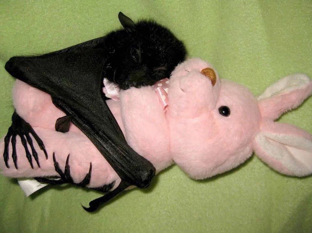 i’m just a cute fluffy bat hugging a bnuuy plushie