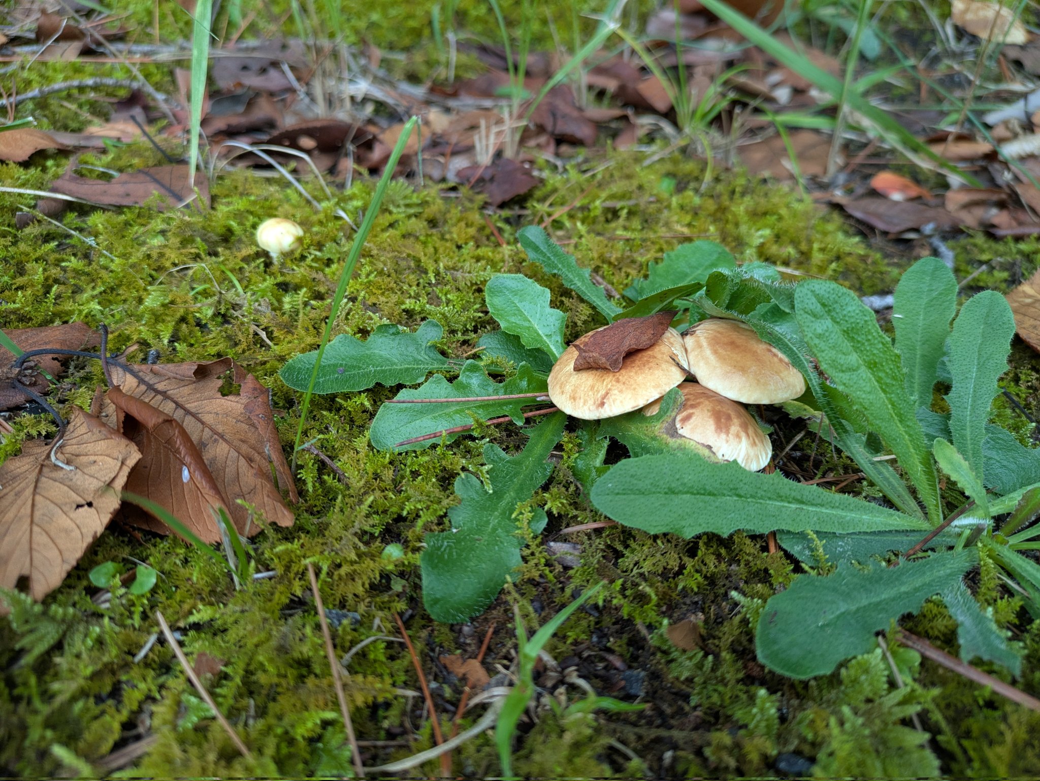 ☆きのこ☆ きのこ種駒】キノックス 「ひらたけ（別名：しめじ） H64号」種