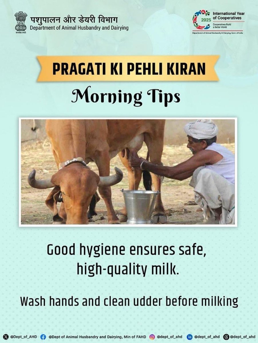 Dept_of_AHD's tweet image. Maintaining hygiene during milking ensures safe and high-quality milk for consumers. Always wash hands and clean the udder before milking.

#PragatiKiPehliKiran #AnimalHusbandry #DairyDevelopment #LivestockCare