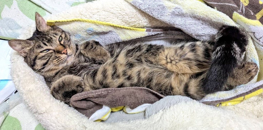 neko-san お返事ゆっくり🙏 (@yo_nyanko) / Posts / X