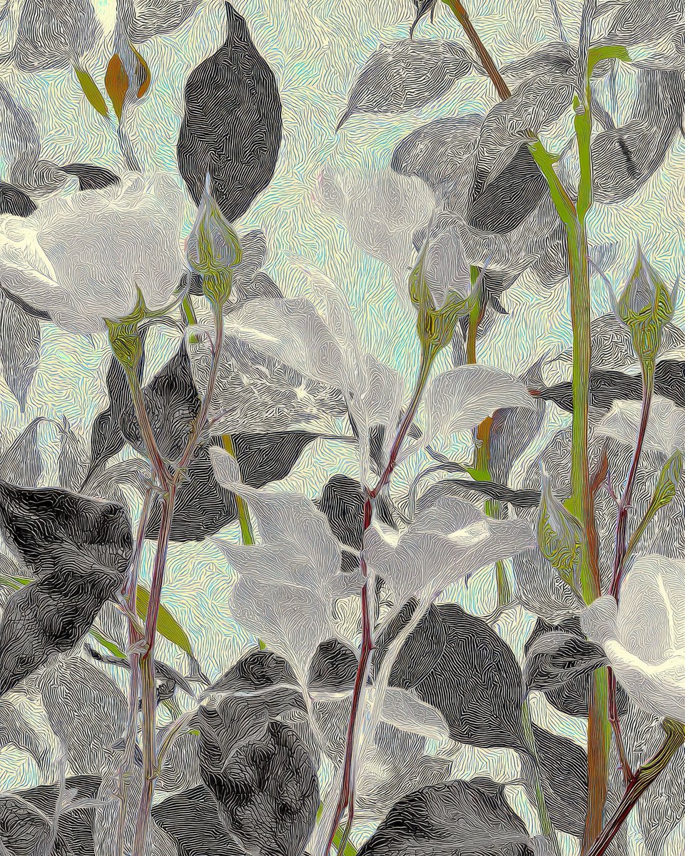 a1111ac011d0's tweet image. NEW NATURE / Roses

(code &amp;amp; AI series)