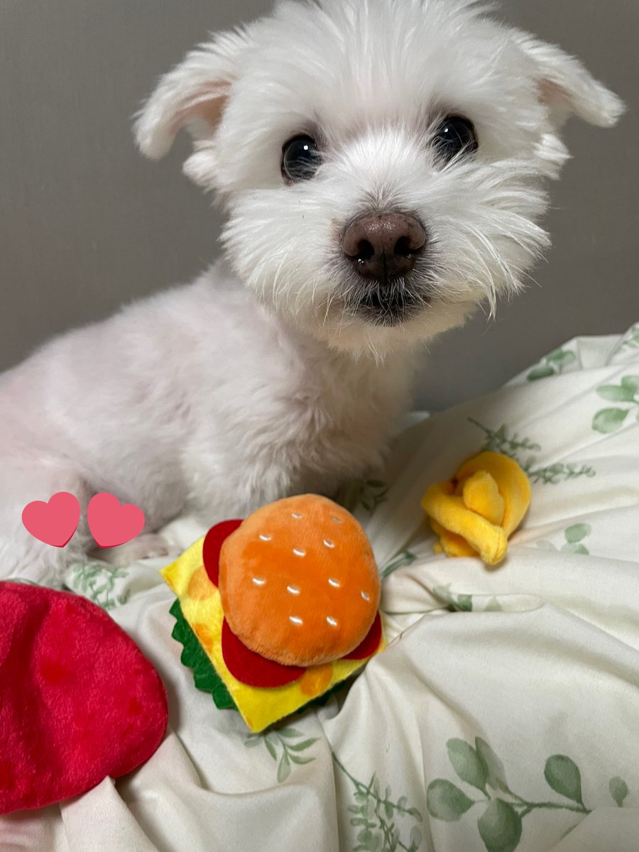 햄버거 드실래요
감자튀김 드실래요
다는 못드려요