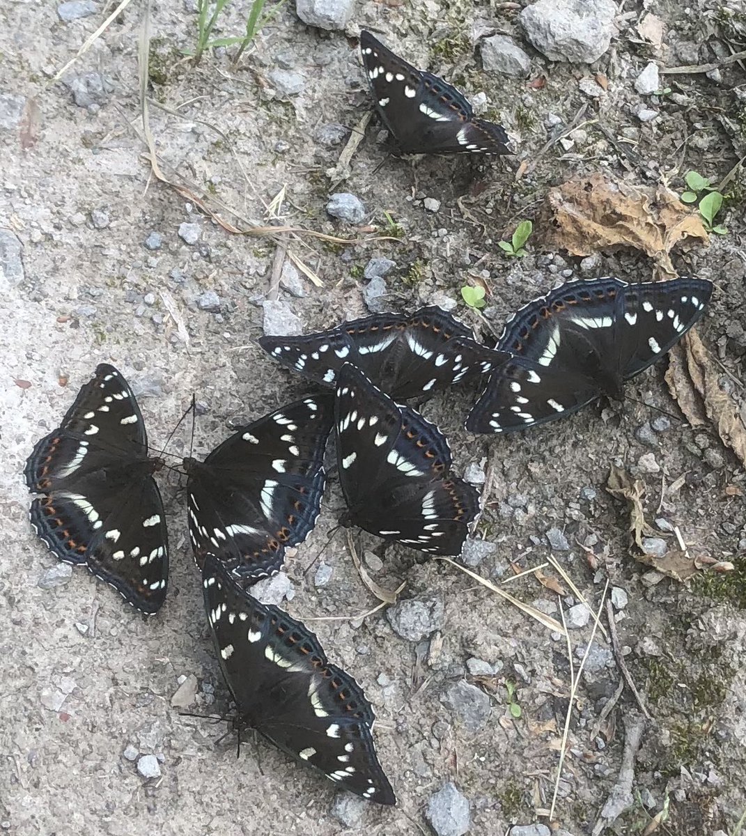 オオイチモンジの集団吸水❤️
去年旭川市のオオイチモンジは殆ど居なかった❤️今年は少し増えたがあまり居なかった❤️ところが、大雪では去年より発生が早く7月5日にはもう♀が発生していた❤️今年の大雪の♀は大量に発生した❤️