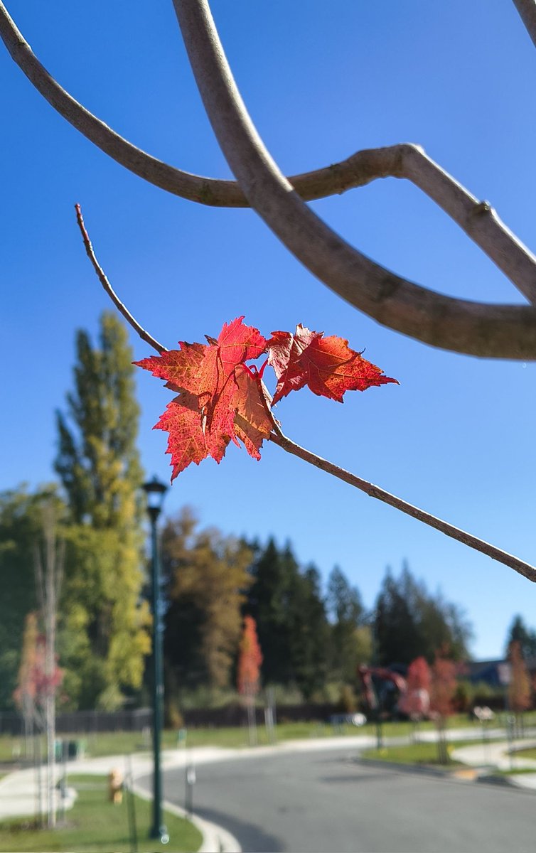 sudharun49's tweet image. मेरा मोह छोड़ो,
मुझे जाने दो अब.
शाख हो तुम,
तुम्हें नए पत्ते मिल जाएंगे.
तुमसे ये कहना 
भी तो मुश्किल है,कि 
सूख के जुड़े 
रहने की असह्य पीड़ा 
से टूट के गिर जाने 
का दर्द कहीं बहुत कम है.
#विदाई #Autumn #रिश्ते 
#SparshClick