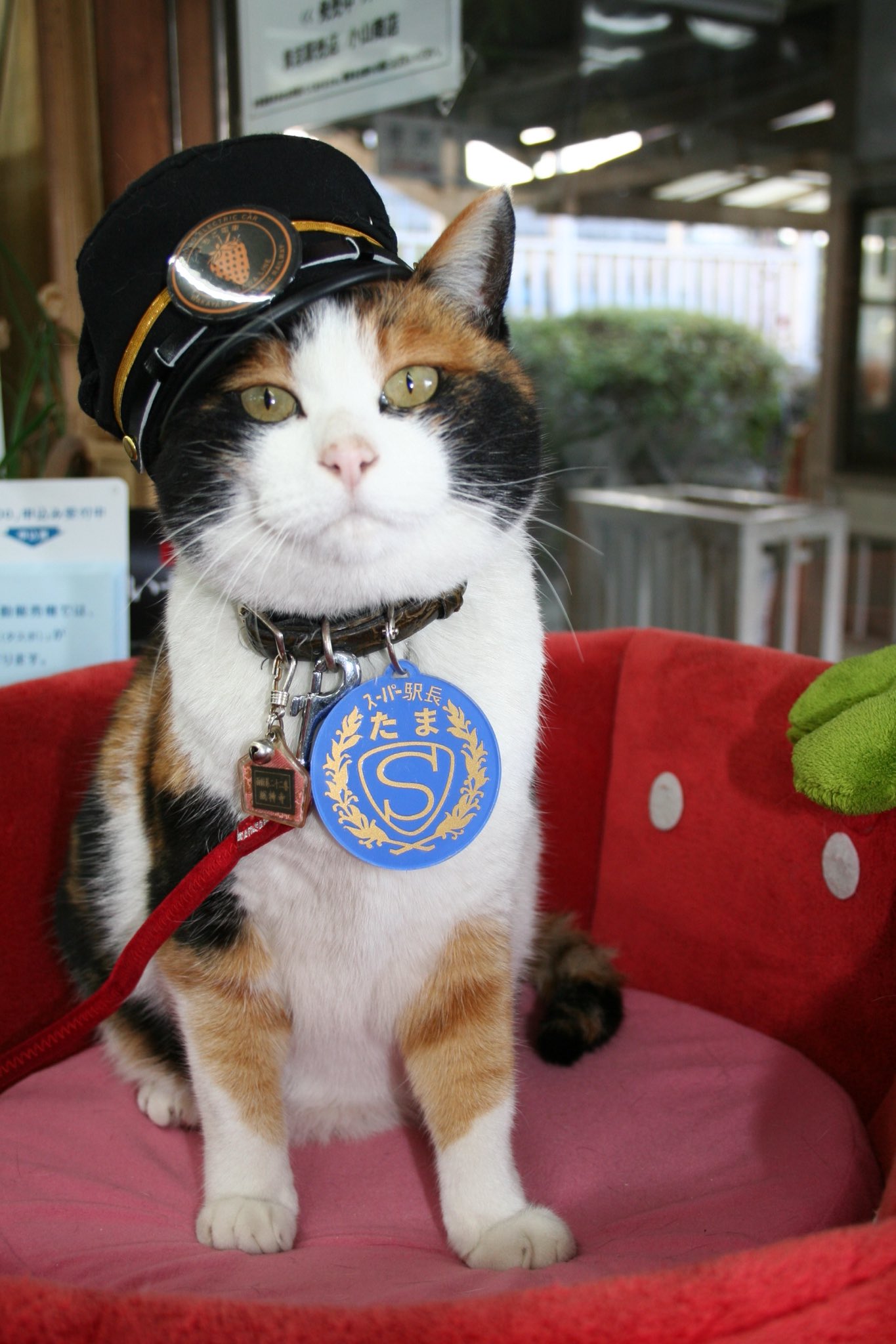 駅長たま (@ekichoTAMA) / X