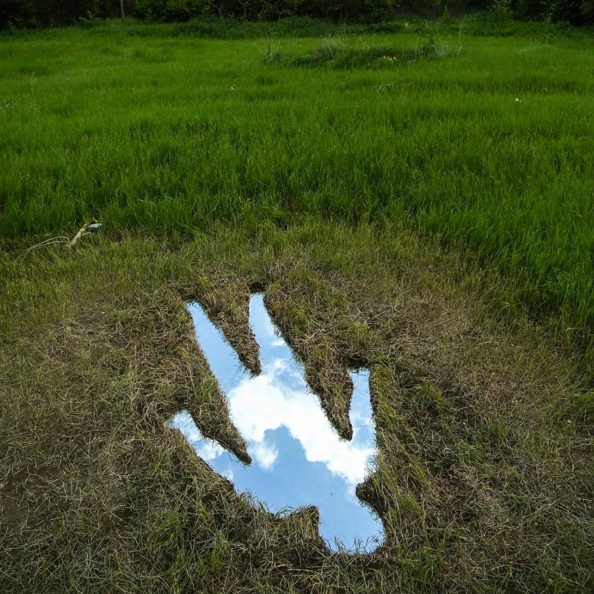 rare_jpg's tweet image. 