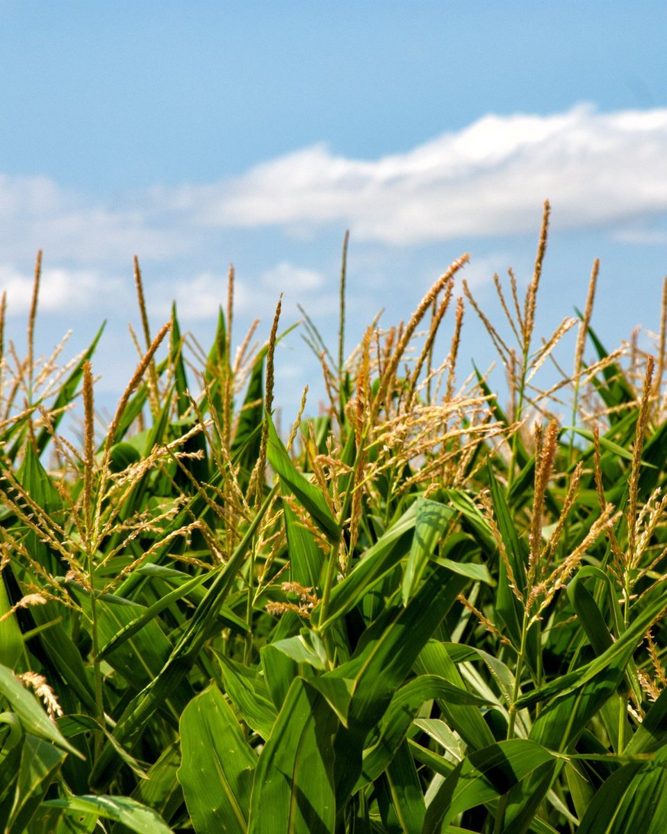 Hilton_Modesto's tweet image. October is packed with events in Modesto! 🎃 From corn mazes to concerts and Halloween fun, there’s something for everyone this month — all just minutes from your stay at #DoubleTreeModesto.

🏨 Book your stay at DoubleTree Modesto and be near all the fun!
hil.tn/huv7py