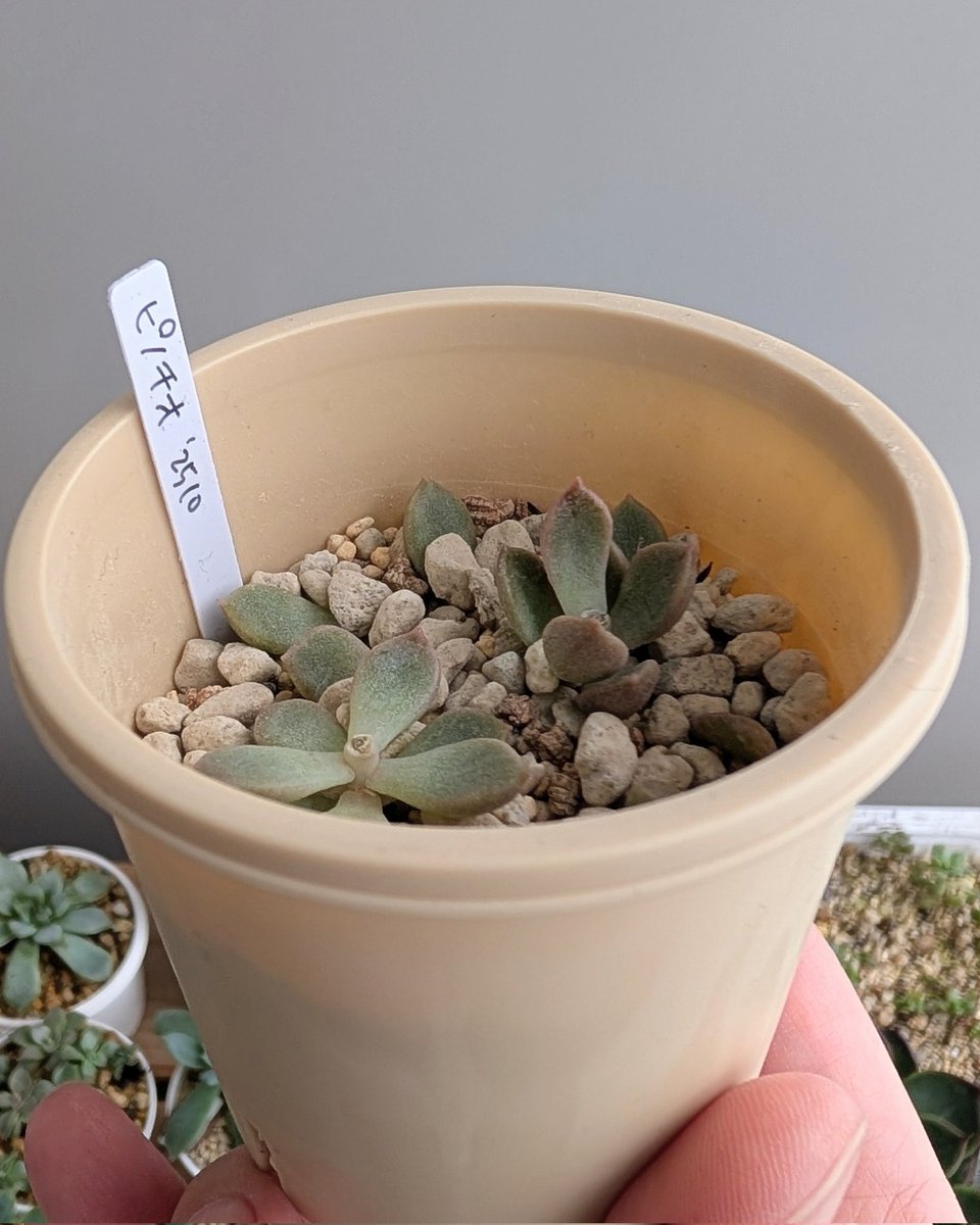 TANIKU様 がび (@i_taniku_ra) / Posts / X