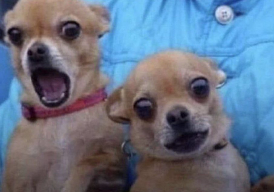 But which dog breed is this? 
It seems to be taken up with excitements 😂😂😂