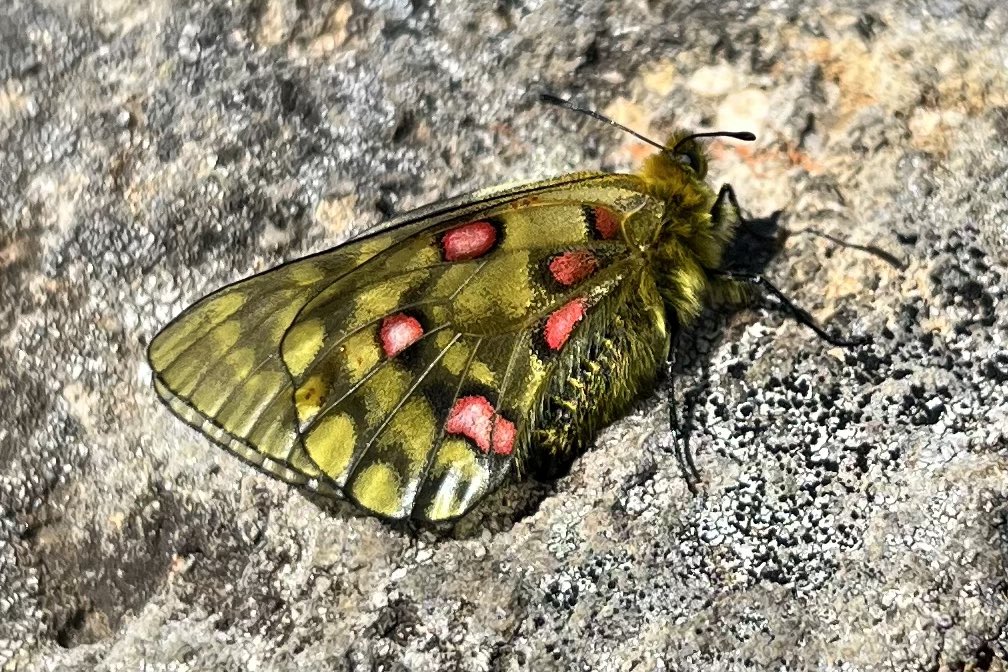 今年一番感動した瞬間❤️
羽化したてのウスバキチョウ♀❤️