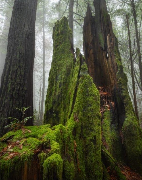 ⋆.·★ ℱₗₒᵣₐ ★·.⋆ (@_pix3lpixi3) on Twitter photo 