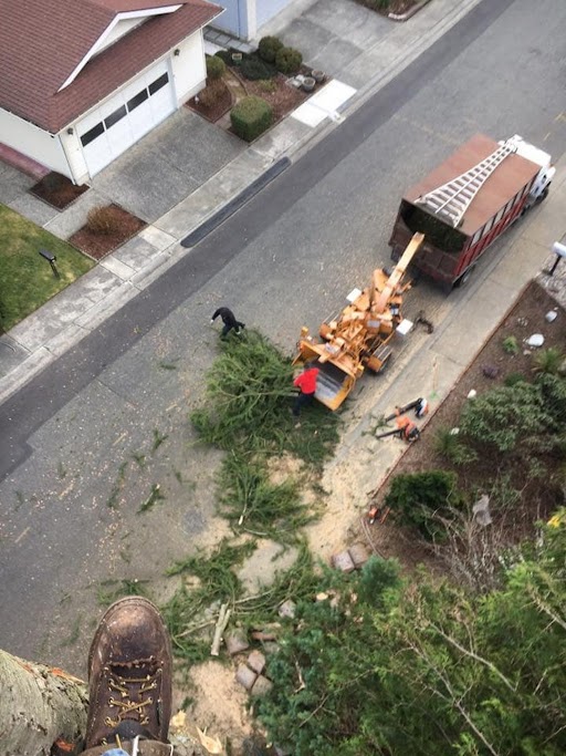 DavisSonsTree's tweet image. Choose the tree removal company with a reputation for excellence. We handle challenging projects safely and affordably. Contact us today for worry-free tree care! #TreeRemovalCompany
davisandsonstreeservice.com/contact