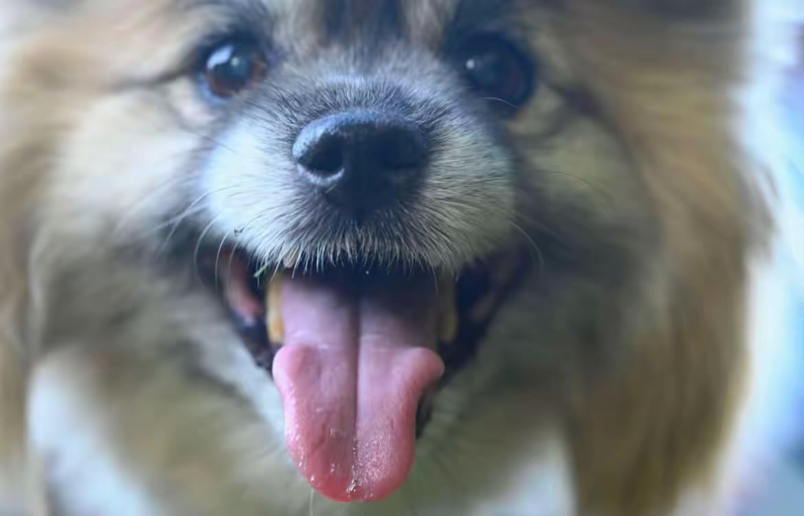 Joy85229218's tweet photo. Until we meet again, my precious boy! ❤️
Chou Chou
July 31, 2011 - October 12, 2025 https://t.co/E7rTD48FEF