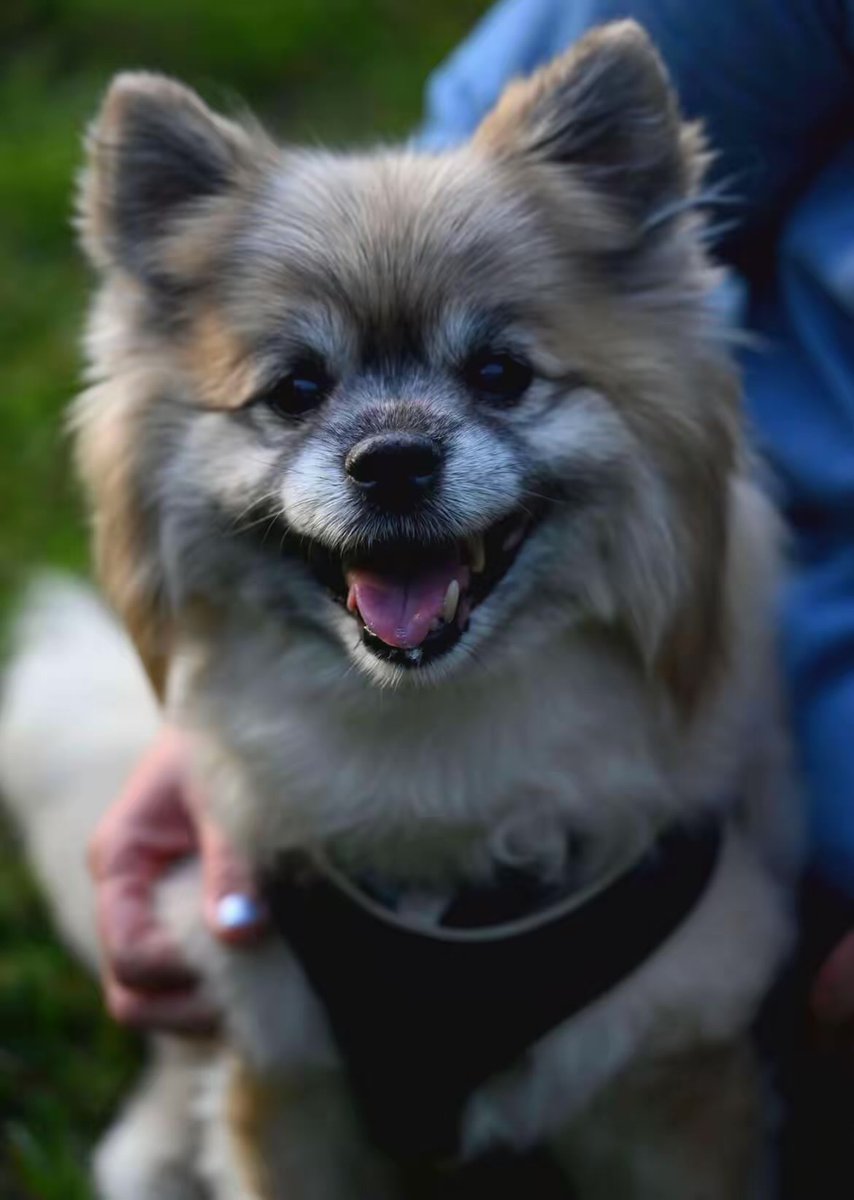 Joy85229218's tweet photo. Until we meet again, my precious boy! ❤️
Chou Chou
July 31, 2011 - October 12, 2025 https://t.co/E7rTD48FEF