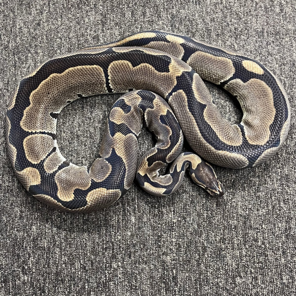 Ballpython_JP's tweet image. 質問への回答
「何故リデュースを手放すのですか?」
回答:
形質・因子を手放すのでは無く、単一モルフを使っての繁殖計画を行う予定が無くなった為に今回リリースの意向と成りました
つづく