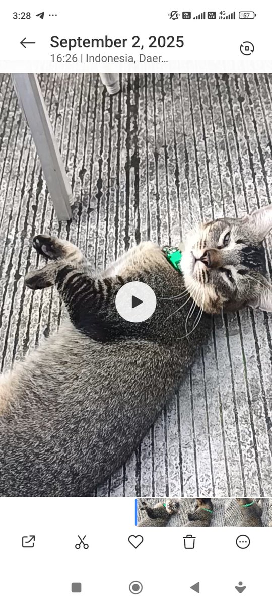 Open adopt area Cipayung Cilangkap Cibubur. kucing usia -/+ 1 thn betina&amp;jantan. kucing liar yg sdh jinak. Reason: menjaga hub baik dg tetangga.