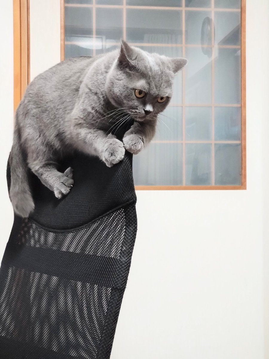 パープル猫 185177356_o1.jpg?