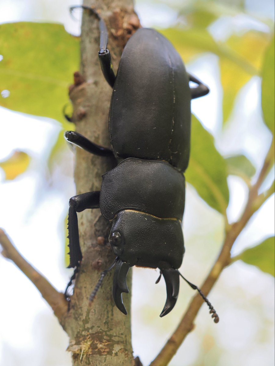 weaponshouwa's tweet image. 10月半ばのヒメオオクワガタ。
小さいが、一番活発に登り降りしていた個体。

宮城県だと、例年通り11月頭までは活動しそうです。