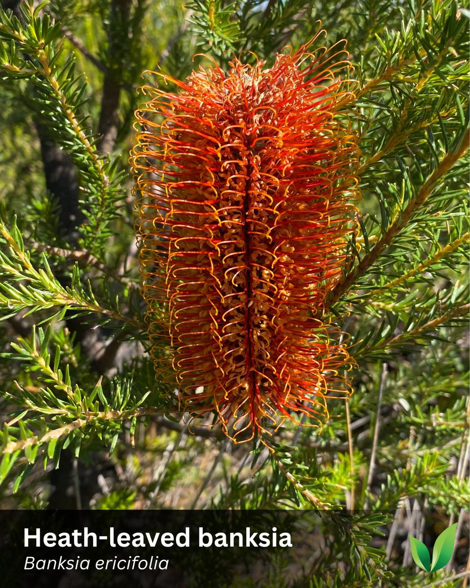 icultivation's tweet photo. Love this banksia, one of the many beautiful plants and flowers I saw while recently walking around the Sydney Harbour northern headland
#gardeningaustralia #australiannativeplants #gardeninspiration #banksiaflower #ecogarden https://t.co/QLTgyKHOD8 https://t.co/iYdDVT1ETc