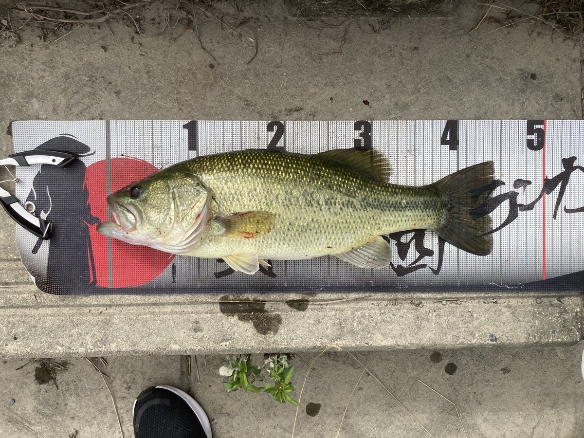 らびっとのBass time tweet media