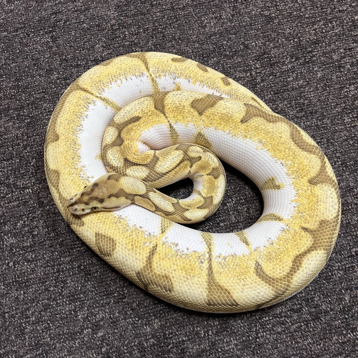 Ballpython_JP's tweet image. 質問への回答
リデュースは私が一番好きな表現系です😊
しかし、明色部の色彩が地味めな為、これまで他モルフの力を借り、色彩を変える模索を行ってきました
計画を進める中、既にコンボとして一定の成果を得ている為、今後はその因子を活用して計画を進める為、今回のリリースの意向となったのです