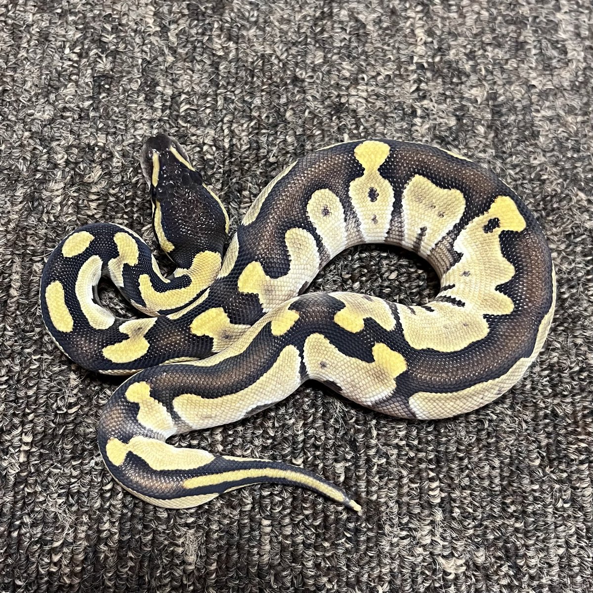 Ballpython_JP's tweet image. 質問への回答
リデュースは私が一番好きな表現系です😊
しかし、明色部の色彩が地味めな為、これまで他モルフの力を借り、色彩を変える模索を行ってきました
計画を進める中、既にコンボとして一定の成果を得ている為、今後はその因子を活用して計画を進める為、今回のリリースの意向となったのです