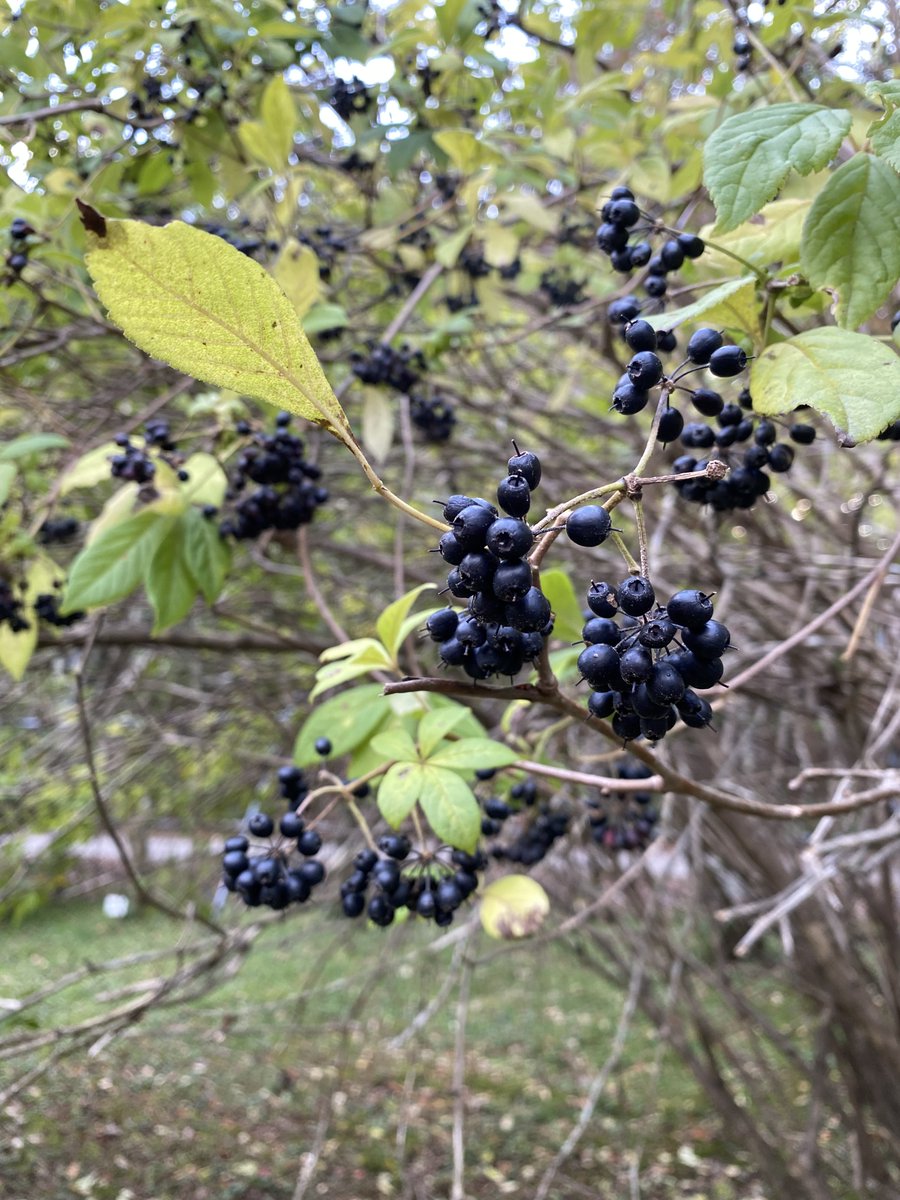 tmk_exforest's tweet image. こんにちは。秋も深まり、一日の中の寒さを感じる時間が長くなってきました。灌木園では様々な樹木が実を付け、小鳥も餌目当てにうろうろしています。写真は黒く熟したケヤマウコギ、食べられないらしいです。