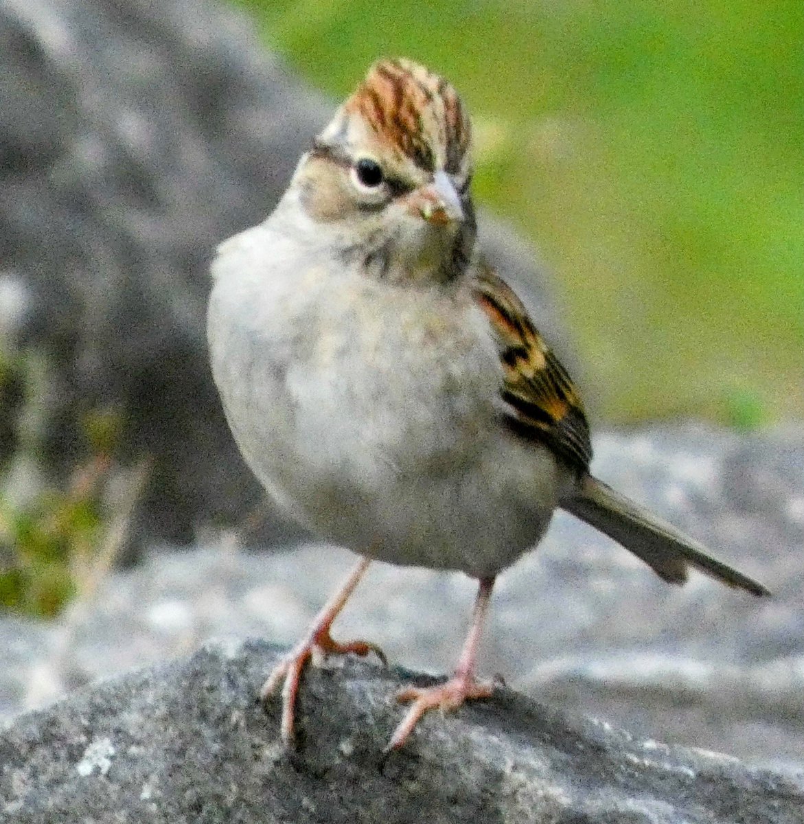 theaterlover1's tweet image. Sparrows abound Tuesday in @CentralParkNYC: chipping, song & swamp #BirdTwitter #BirdsSeenIn2025 #birdcpp